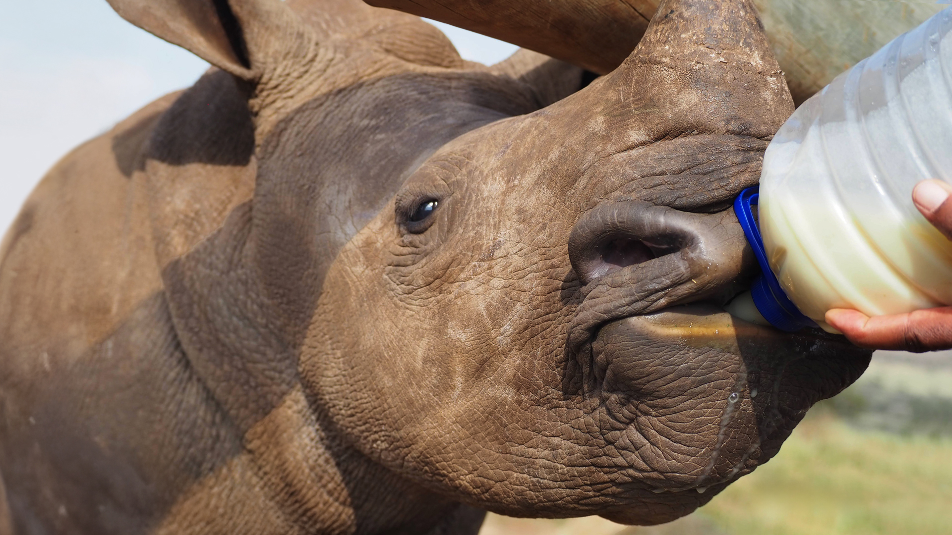 World Endangered species day - Standing strong for rhinos